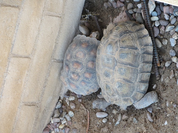 imperial_tortoises